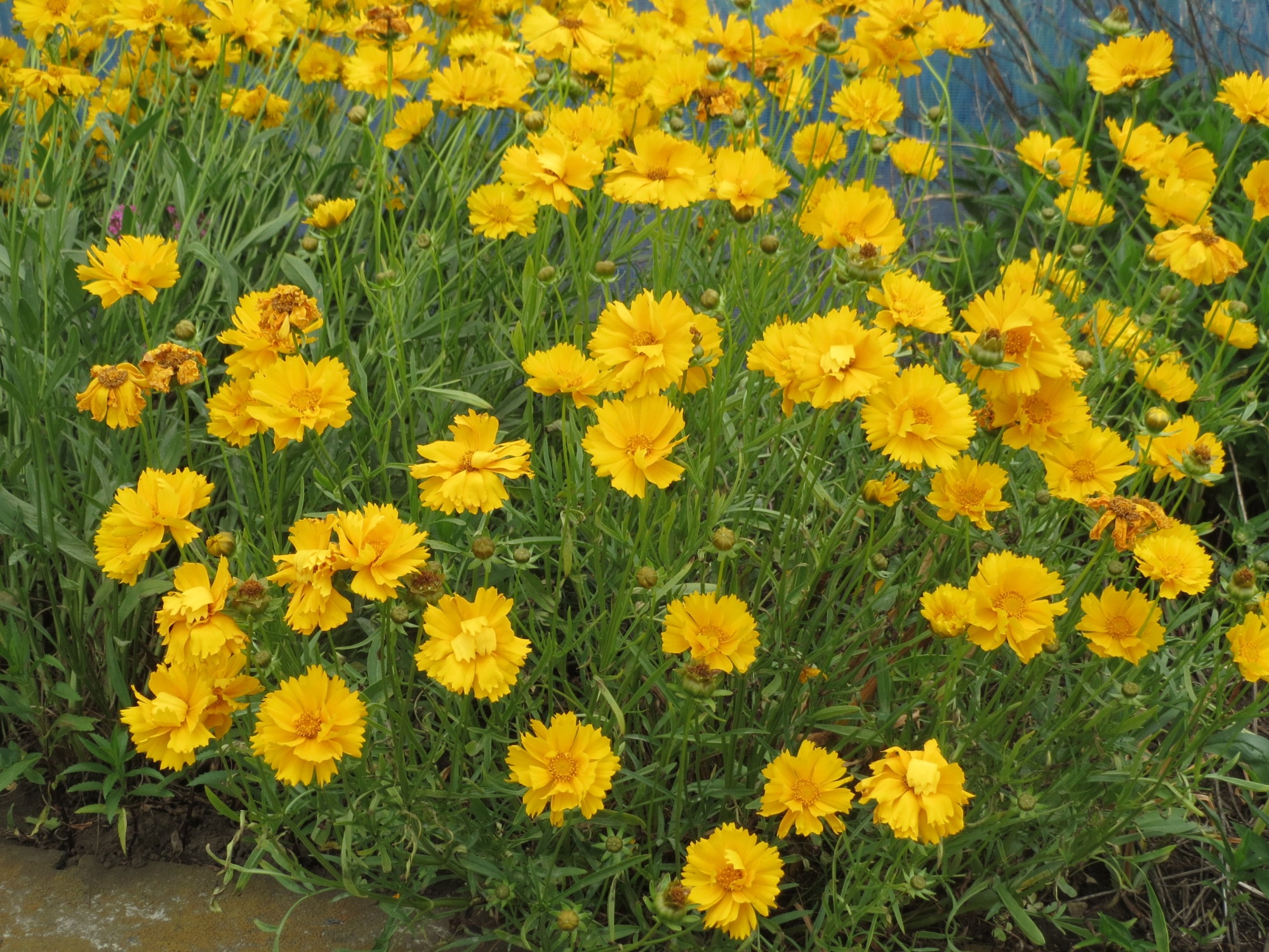 動植物について